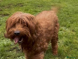 Irish Doodle dogs F1b miniature Irish doodle bitch - Advert 2