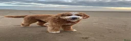 Goldendoodle dogs for sale: Waiting List Goldendoodles Leaving August - Advert 2