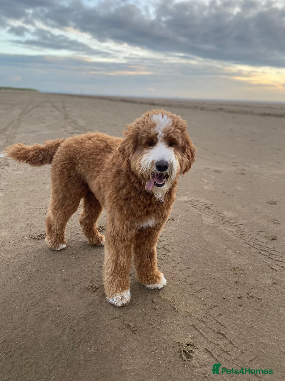 Goldendoodle dogs for sale: Waiting List Goldendoodles Leaving August - Advert 2