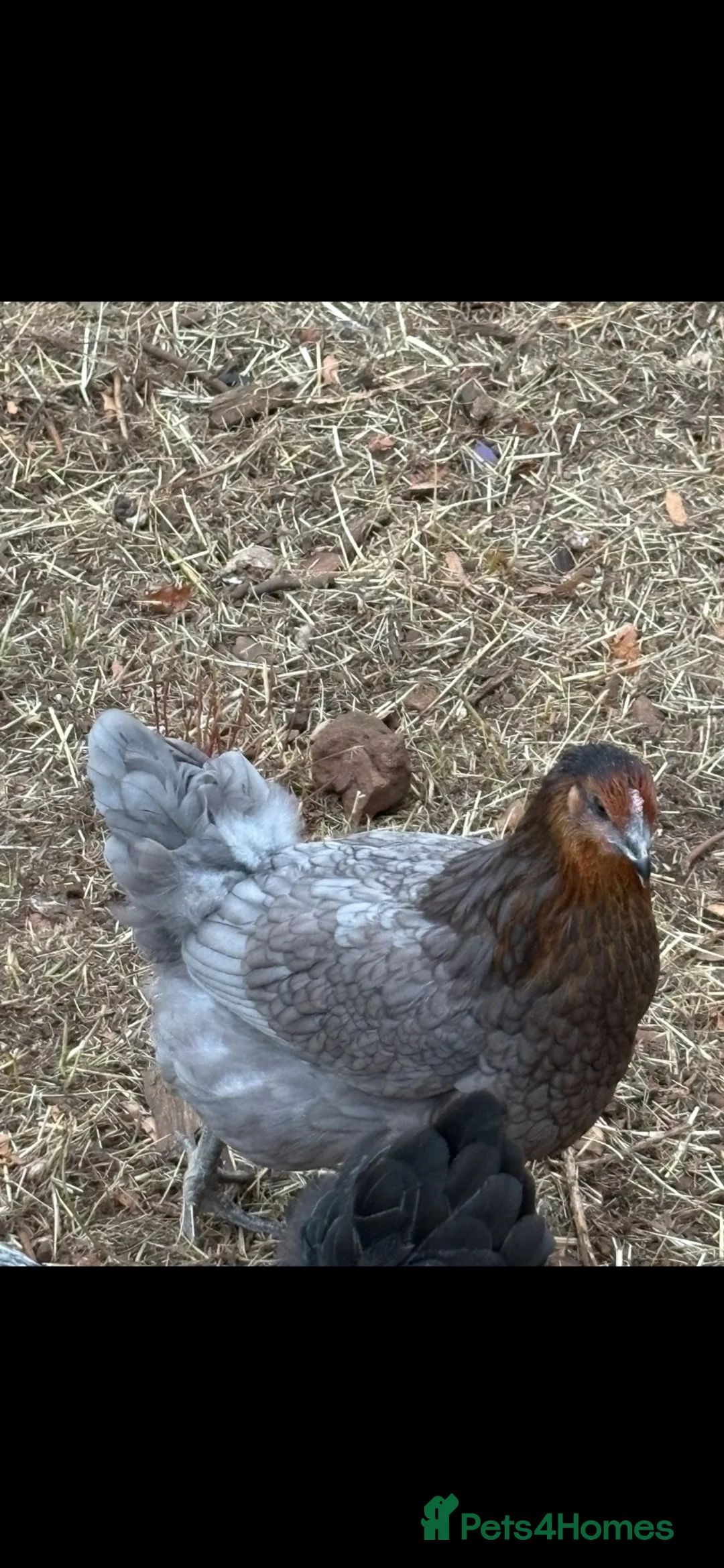 Chickens poultry for sale: Bluebell chicken  in Grantham - Advert 2