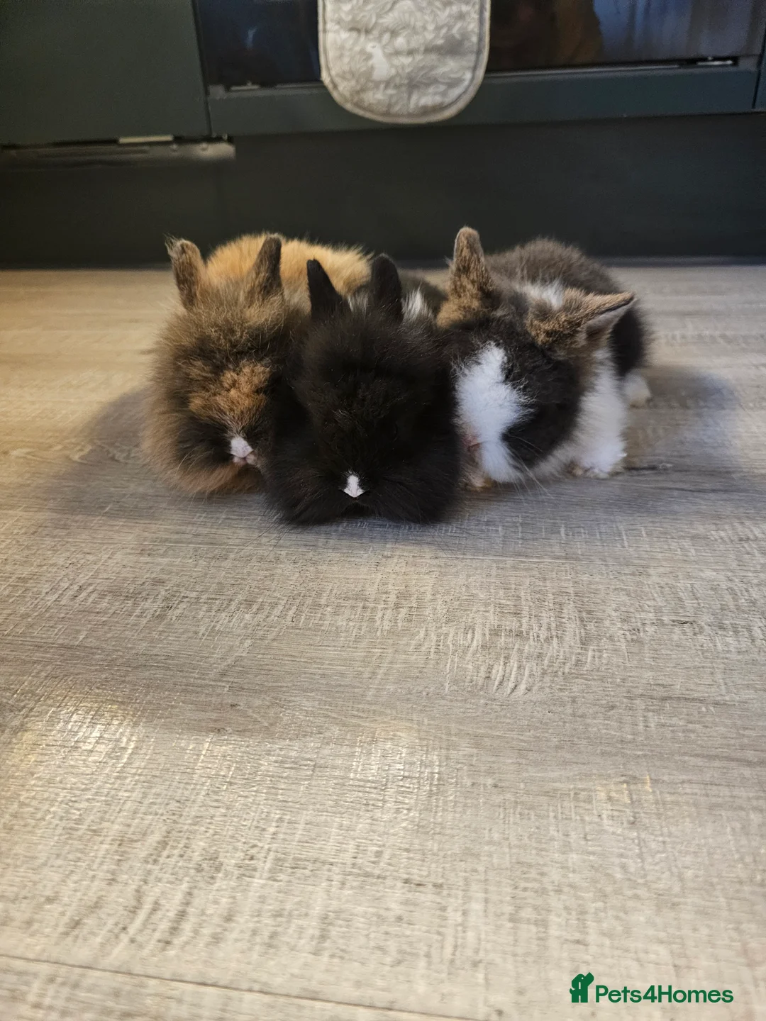Lionhead rabbits for sale: Mini Lionhead rabbits - Advert 1