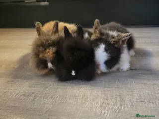 Lionhead rabbits Mini Lionhead rabbits - Advert 2