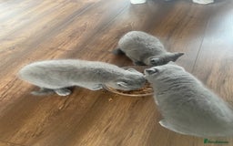 British Shorthair cats for sale: Full British blue shorthair  - Image 3