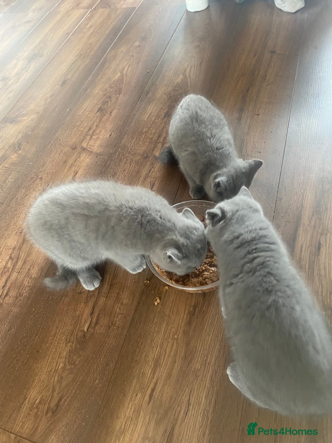 British Shorthair cats for sale: Full British blue shorthair  - Image 3
