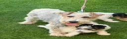 Fox Terrier dogs for sale: Fox Terrier Puppies For Sale  in Ashford - Advert 9