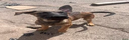 Mixed Breed dogs for sale: Litter of 10 Gsd X Mal  - Advert 7