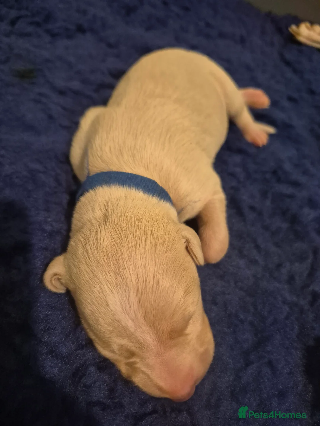 Whippet dogs for sale: KC Whippet Puppies: Champion Bloodlines - Advert 9