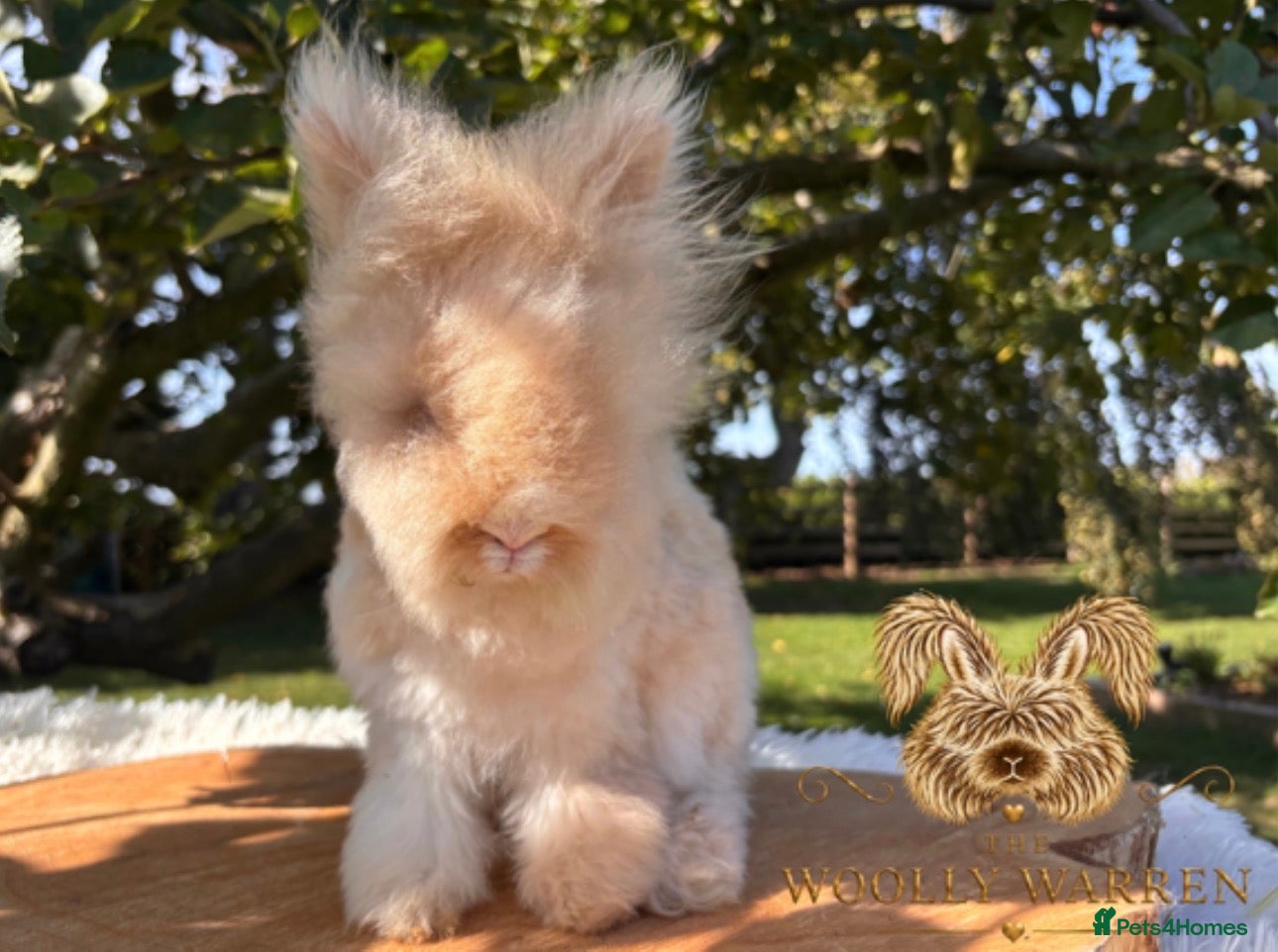 Angora rabbits BEAUTIFUL VACCINATED ENGLISH ANGORAS READY NOW - Advert 14