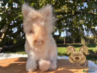 Angora rabbits BEAUTIFUL VACCINATED ENGLISH ANGORAS READY NOW - Advert 14