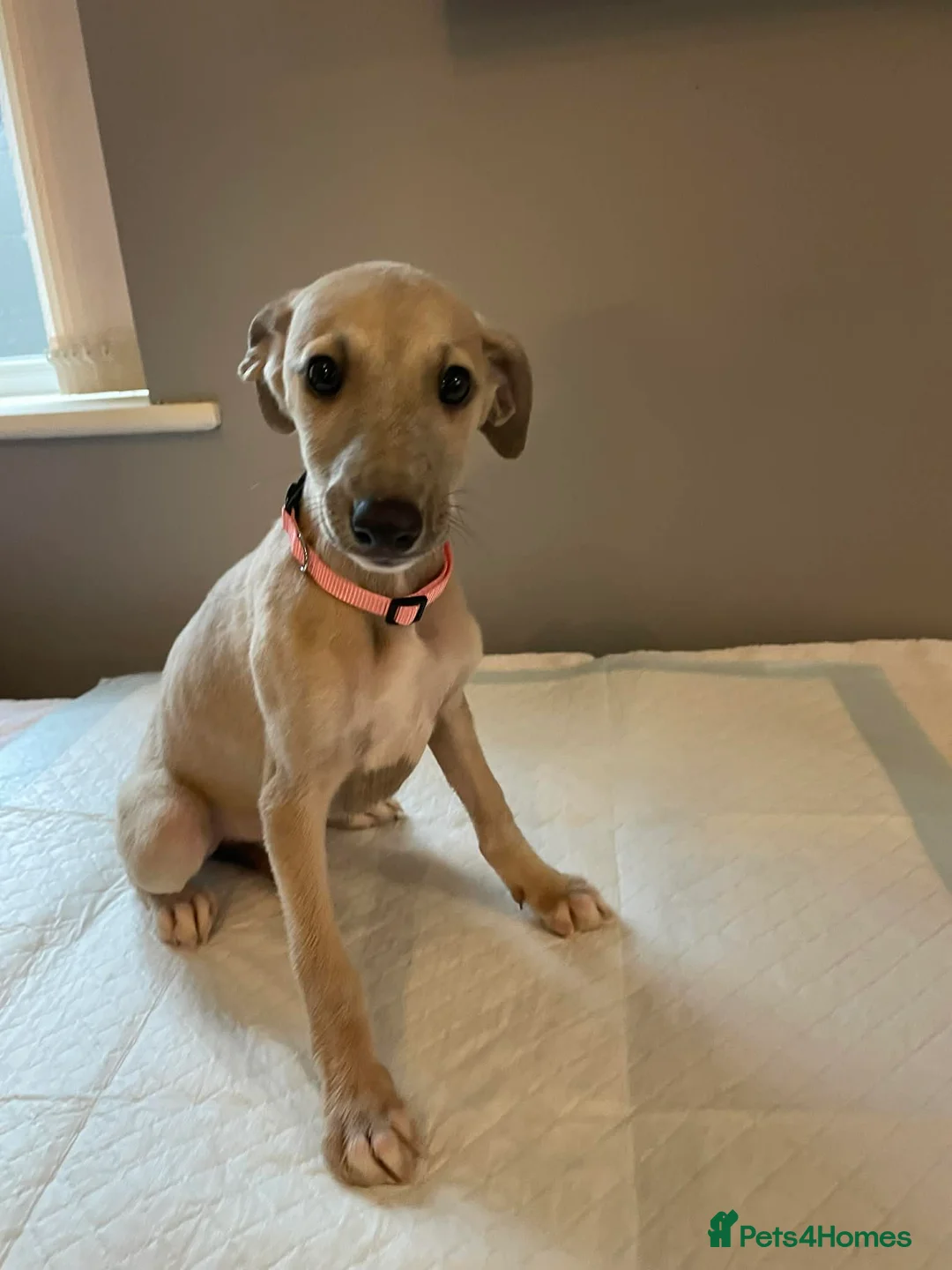 Whippet dogs for sale: Whippets  - Advert 1