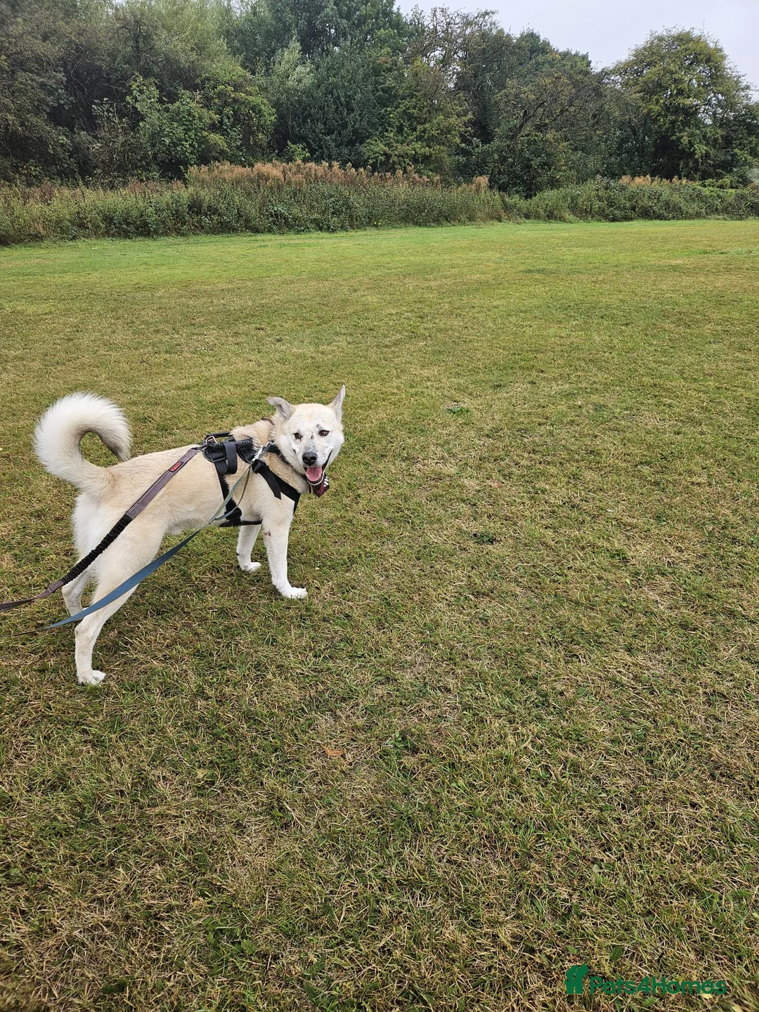 Mixed Breed dogs for adoption: Handsome Fivos Huskey X Shepherd in Norwich - Advert 7