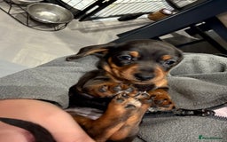 Miniature Dachshund dogs for sale: Stunning smooth haired babies - Image 10