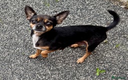 Chihuahua dogs for sale: Adorable blue chihuahua puppy ready now - Image 4