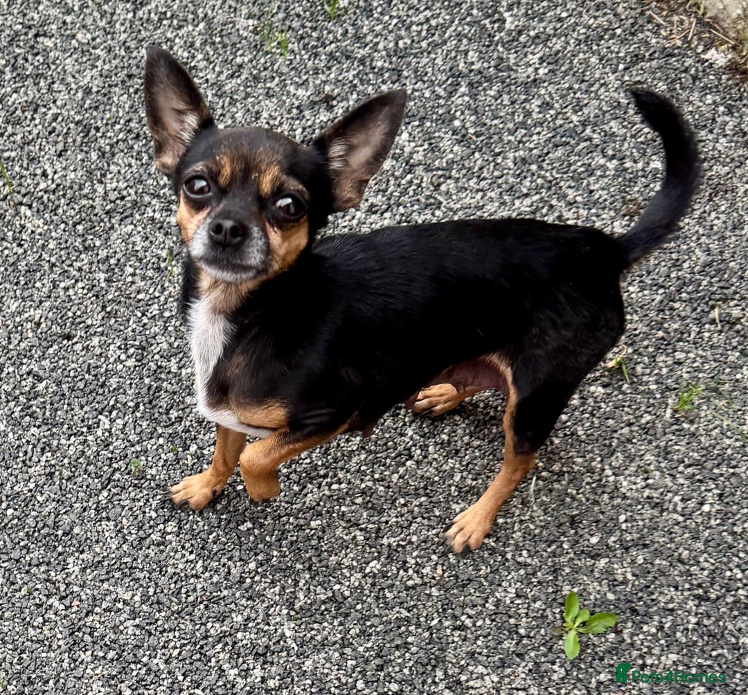 Chihuahua dogs for sale: Adorable blue chihuahua puppy ready now - Image 4