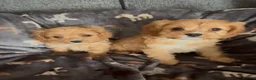 Cavapoo dogs for sale: Outstanding F1 Toy Cavapoo pups. - Advert 1