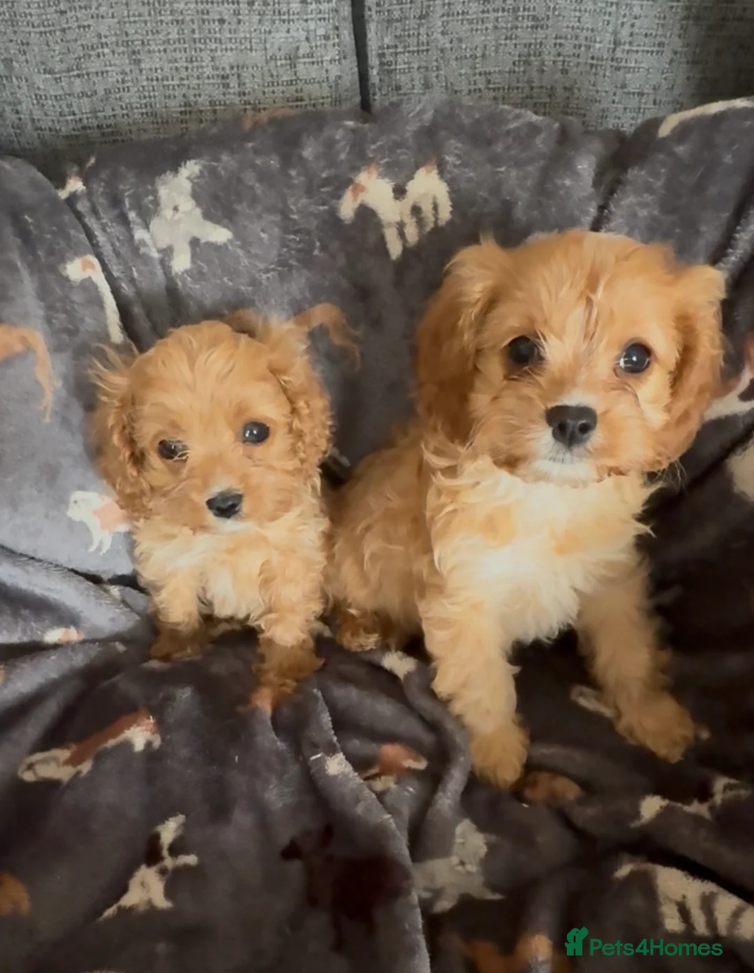 Cavapoo dogs for sale: Outstanding F1 Toy Cavapoo pups. - Advert 1