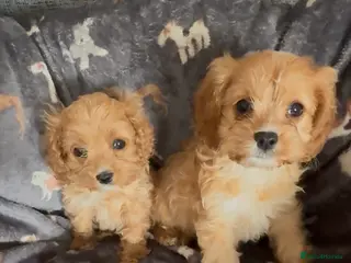 Cavapoo dogs Outstanding F1 Toy Cavapoo pups. - Advert 11