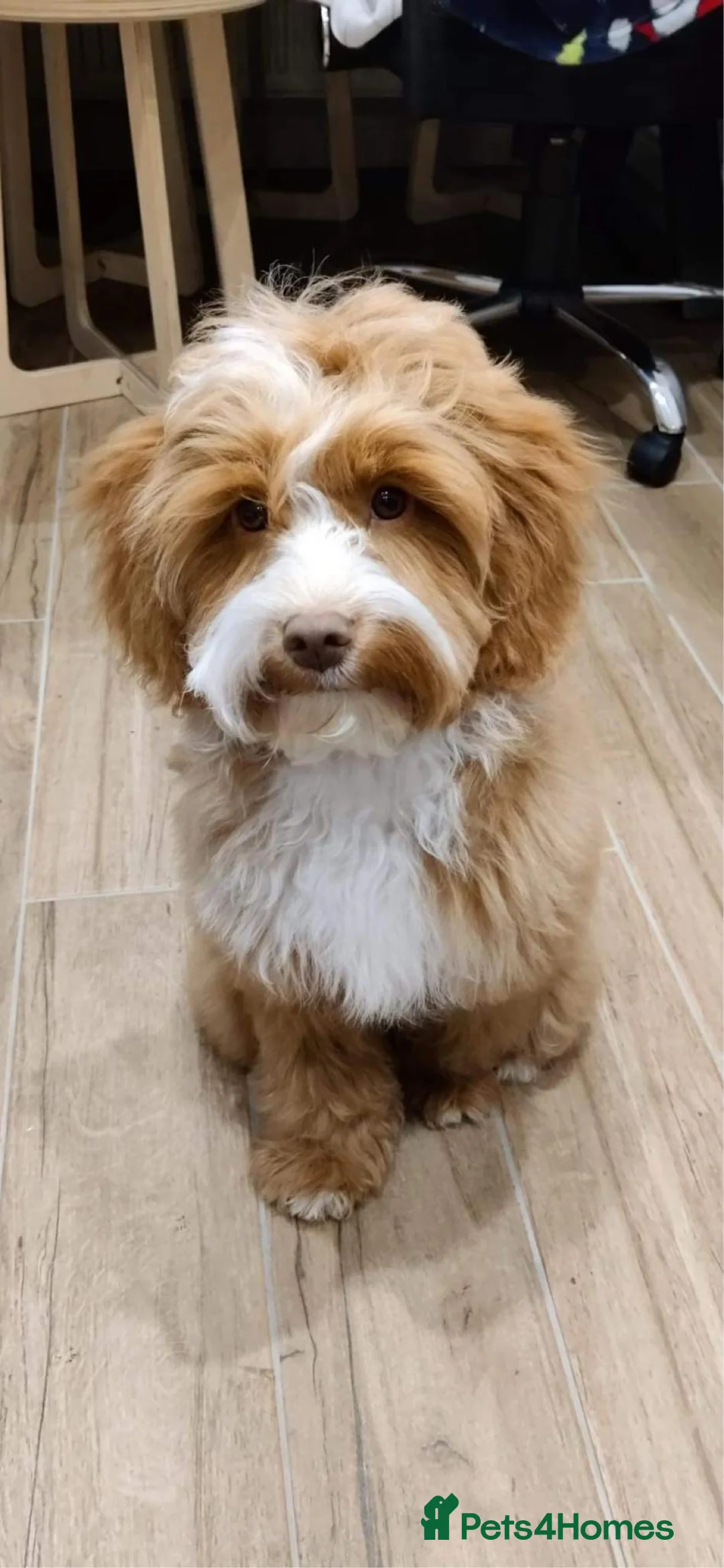 Toy Poodle dogs for stud: Stunning KC None fading Chocolate Phantom stud in Rickmansworth - Advert 10