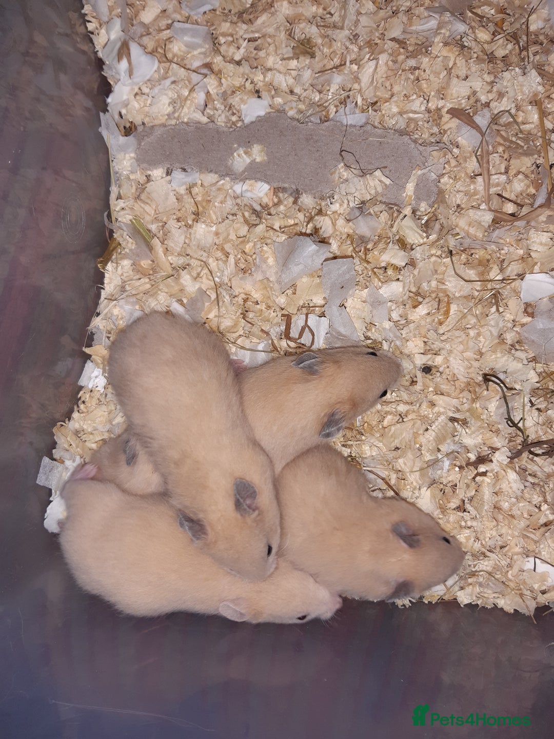 Hamster rodents for sale: Baby Syrian hamsters ready now  - Image 11