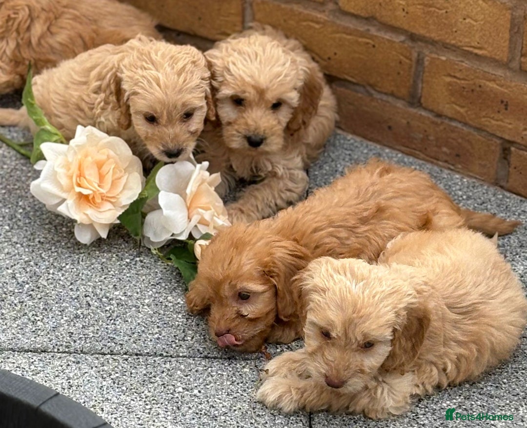 Cockapoo dogs for sale: Adorable cockapoos - Image 14