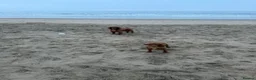 Cocker Spaniel dogs for sale: Red KC reg working cocker spaniels  in Sunderland - Advert 19