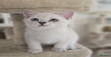 Scottish Fold cats - Advert 6