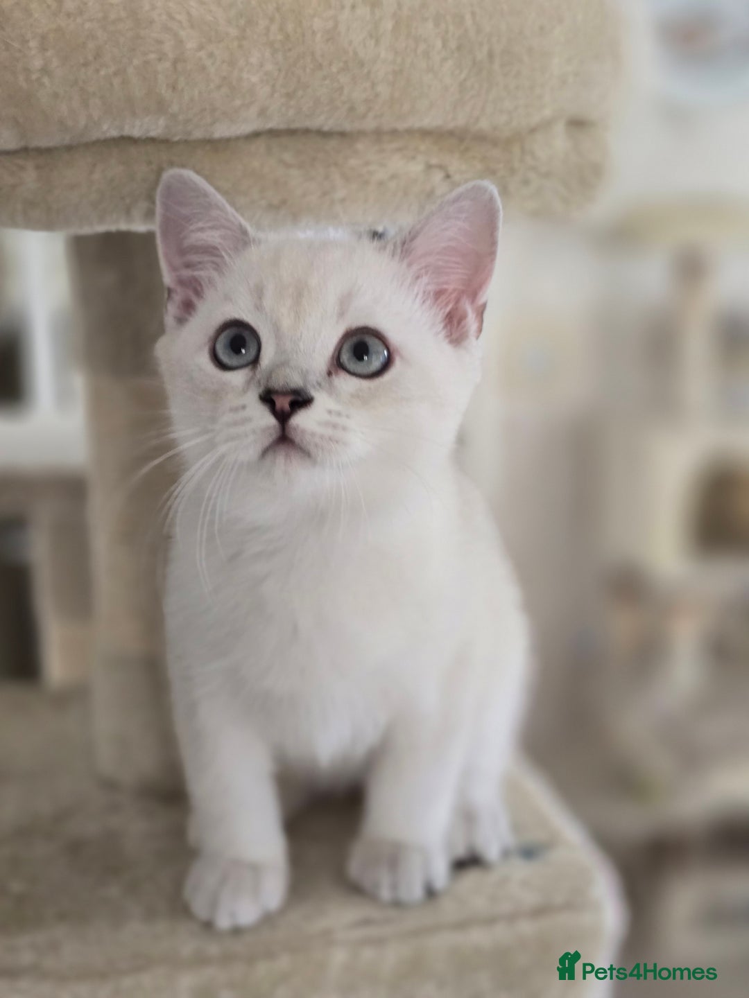 Scottish Fold cats for sale:  We have two last kittens left 🐱 - Image 4