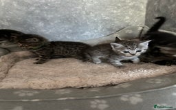 Scottish Fold cats for sale: Scottish fold/straight - Image 22