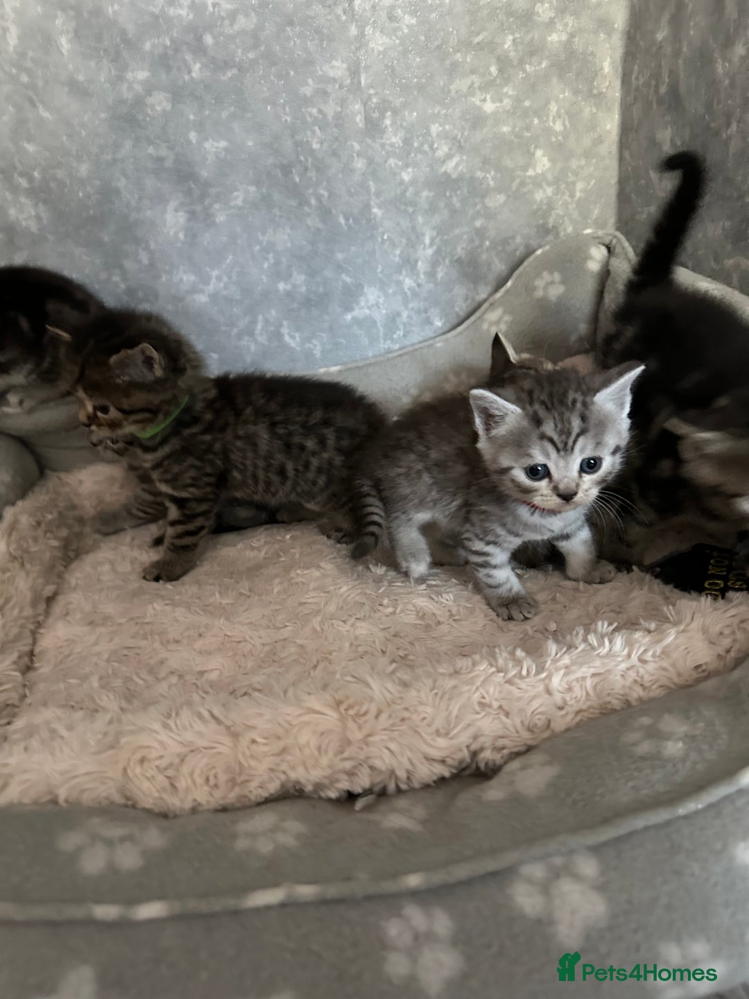 Scottish Fold cats for sale: Scottish fold/straight - Image 22