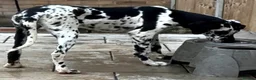 Great Dane dogs for sale: HARLEQUIN GIRL - Advert 4