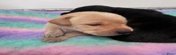 Labrador Retriever dogs for sale: Exceptional FTCH  Fully Health Tested Lab puppies  - Advert 7
