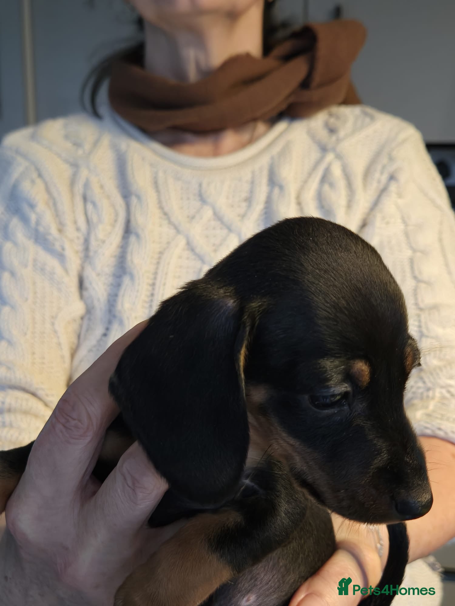 Miniature Dachshund dogs Miniature dashshund - Advert 1