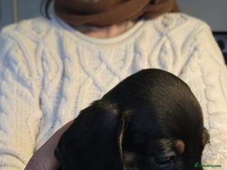 Miniature Dachshund dogs Miniature dashshund - Advert 2