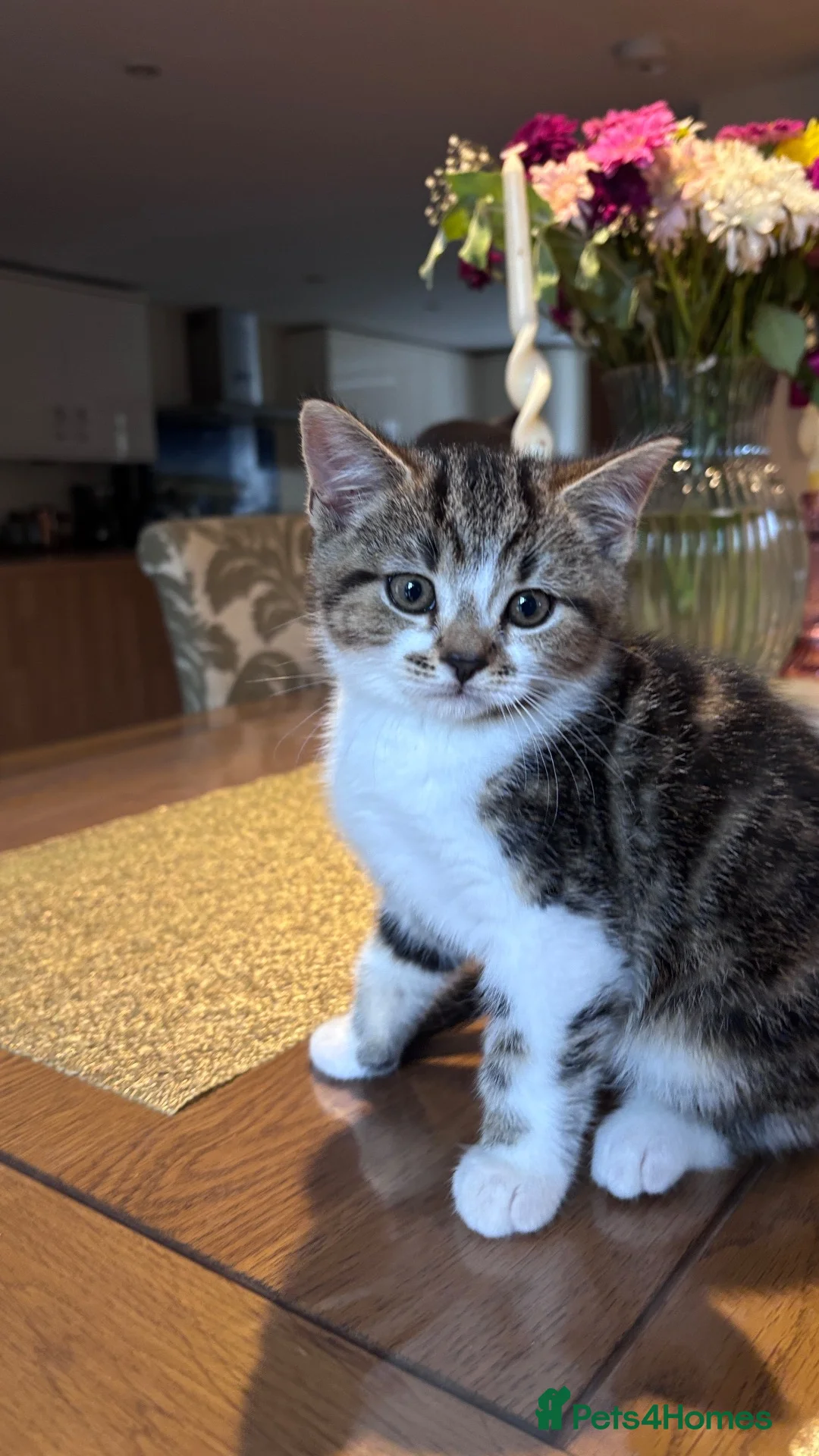 Mixed Breed cats for sale: Adorable Kittens Looking for Loving Homes 🐾 - Advert 2