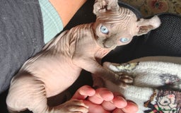 Sphynx cats for sale: Elf Sphynx Girl  - Image 5