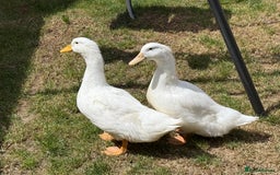 Ducks poultry for sale: Ducks - Image 1