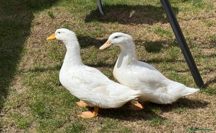 Ducks poultry - Advert 1