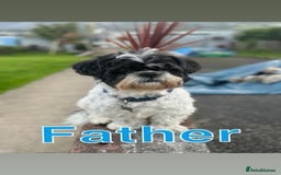 Shih Tzu dogs for sale: ⭐️Beautiful  Shih~Tzu puppies Ready 3rd October🐾 - Image 2