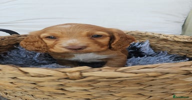 Cocker Spaniel dogs - Advert 4