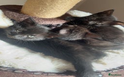Mixed Breed cats for sale: Black/Black&White Kittens For Sale - Image 15
