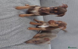Jack Russell dogs for sale: Miniature jack Russell pups - Image 8