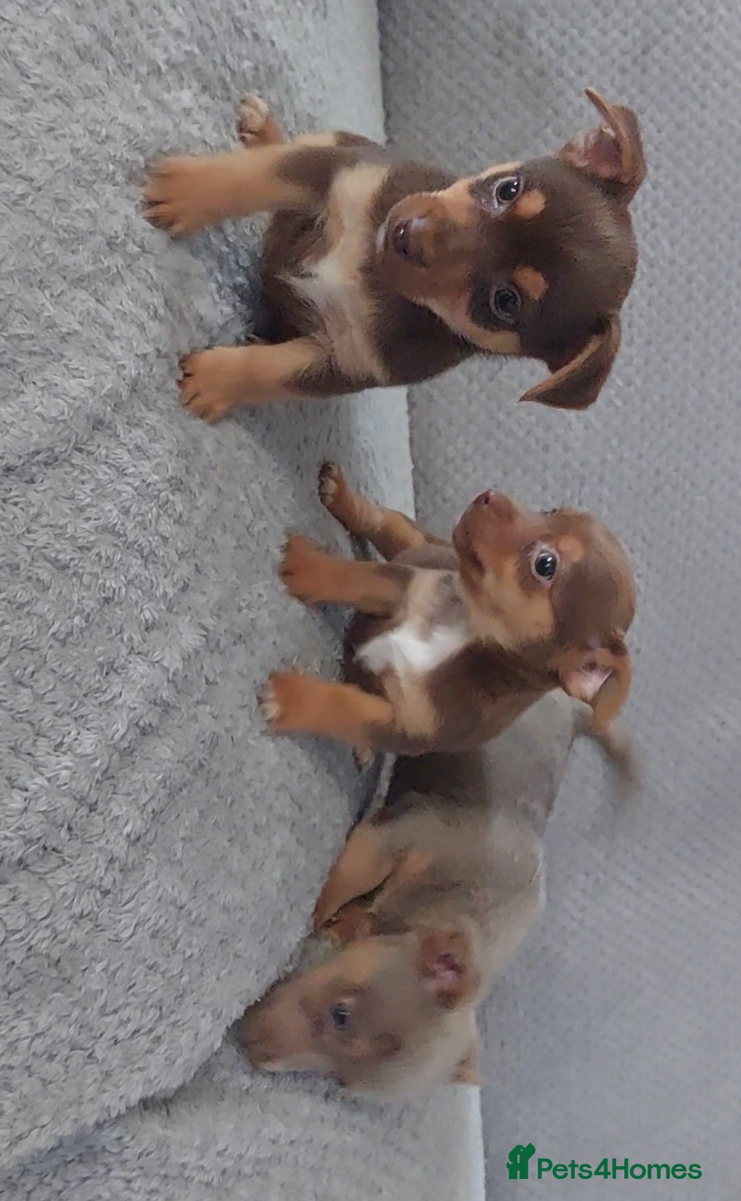 Jack Russell dogs for sale: Miniature jack Russell pups - Image 8