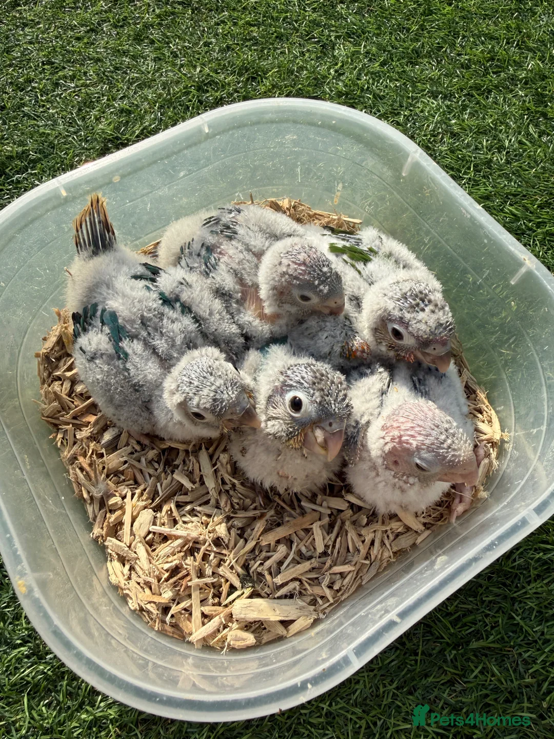 Conures birds for sale: Baby conures in London - Advert 2