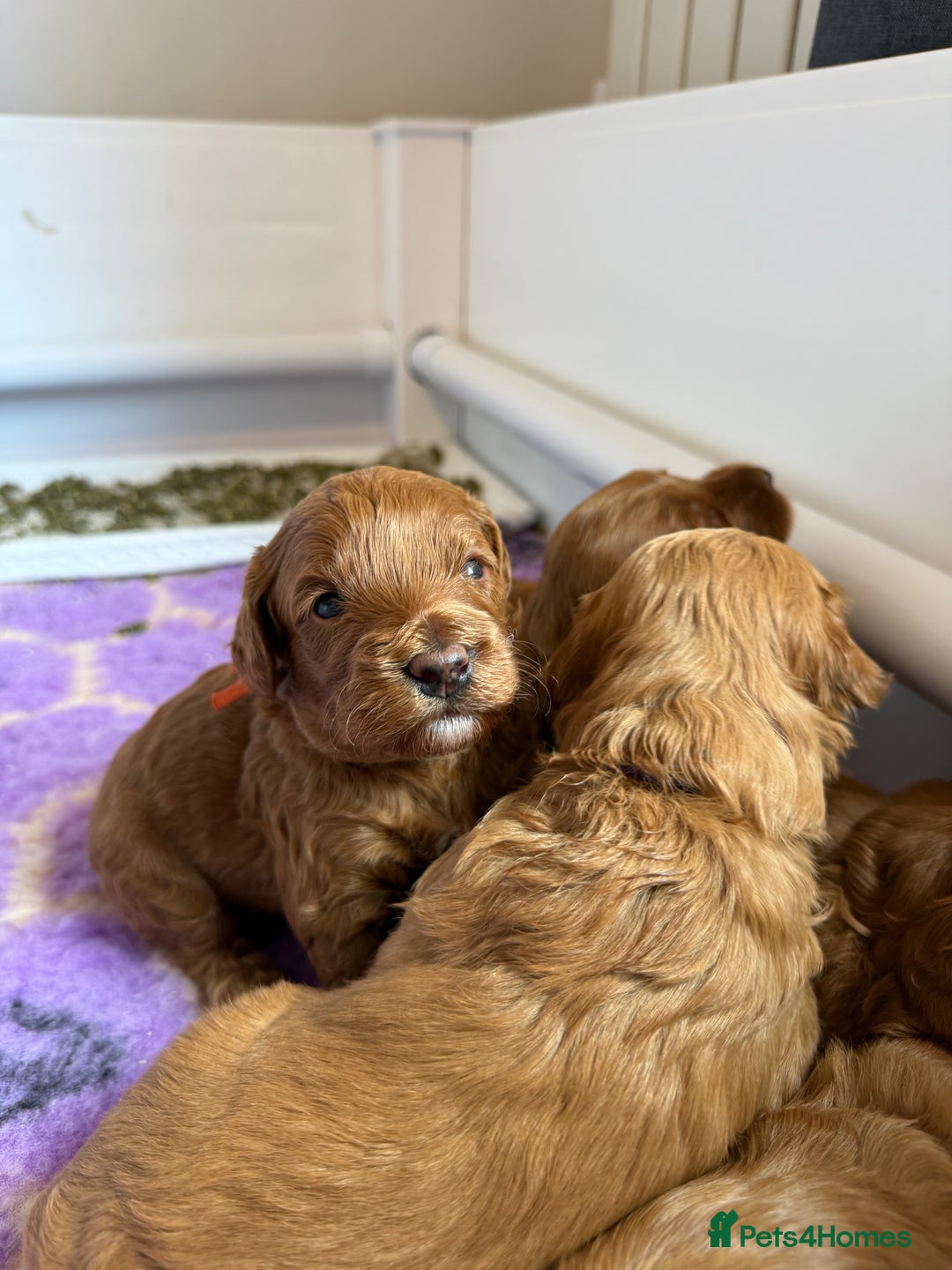 Australian Labradoodle dogs for sale: Red Australian Labradoodle Puppies - WALA Multigen - Image 9