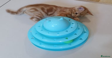 Mixed Breed cats - Advert 4