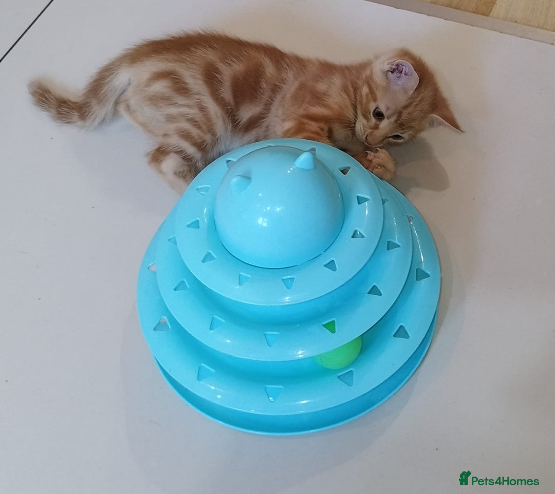 Mixed Breed cats for sale: Amazing, beautiful kittens 3 boys, 2 girls - Image 3