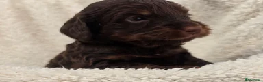 Cockapoo 4