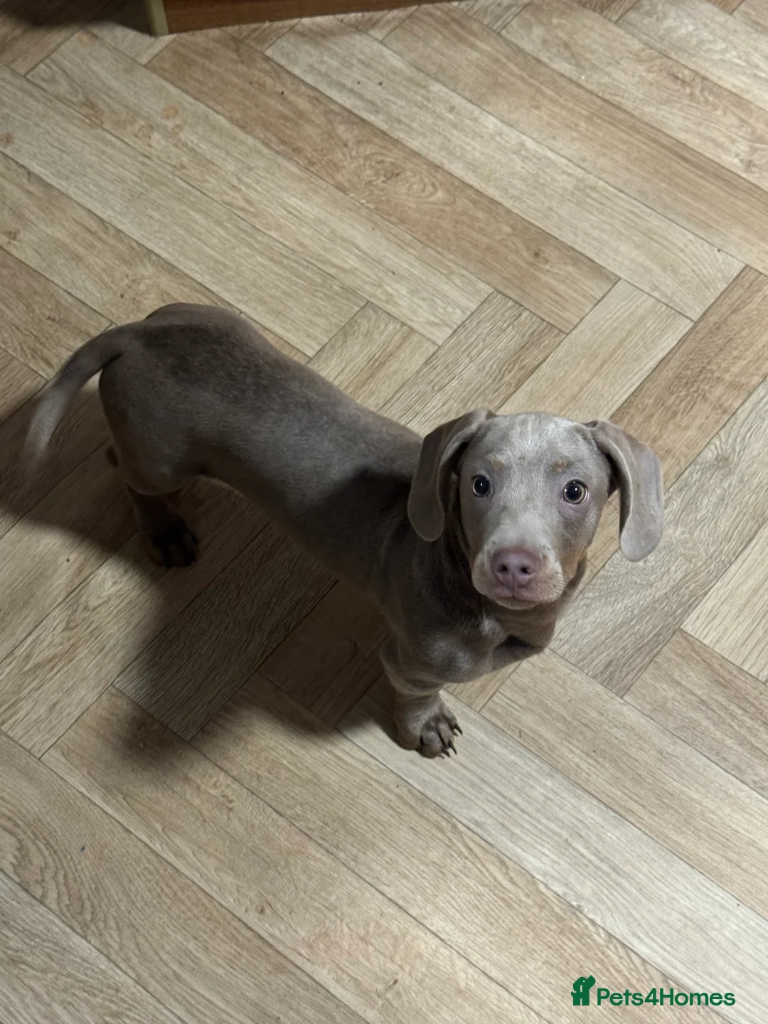 Miniature Dachshund dogs for sale: 4 month old miniature dashhound  - Advert 7