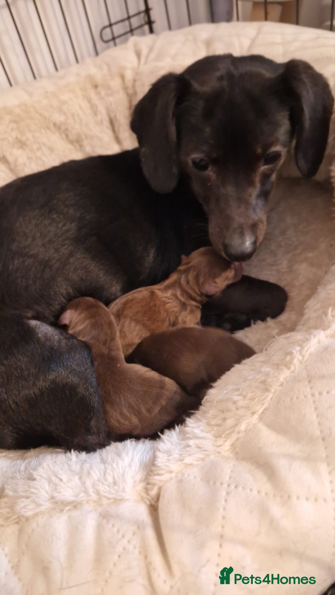 Mixed Breed dogs for sale: Mixed Breed - Advert 7