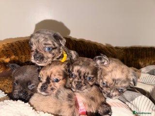 French Bulldog dogs 8 perfect fluffy visual French bulldogs dwkc reg - Advert 6